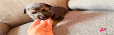German Shepherd 4