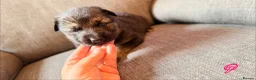 German Shepherd dogs for sale: KC registered German shepherd puppies.  - Advert 13
