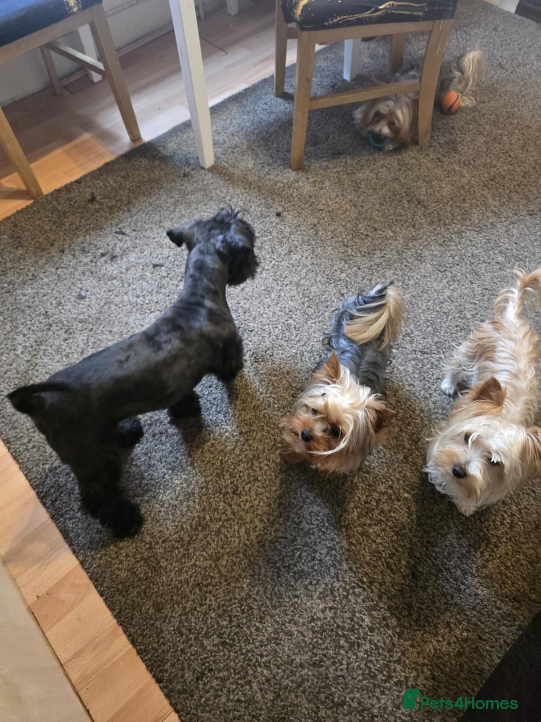 Mixed Breed dogs for sale: Shnorky - Image 5