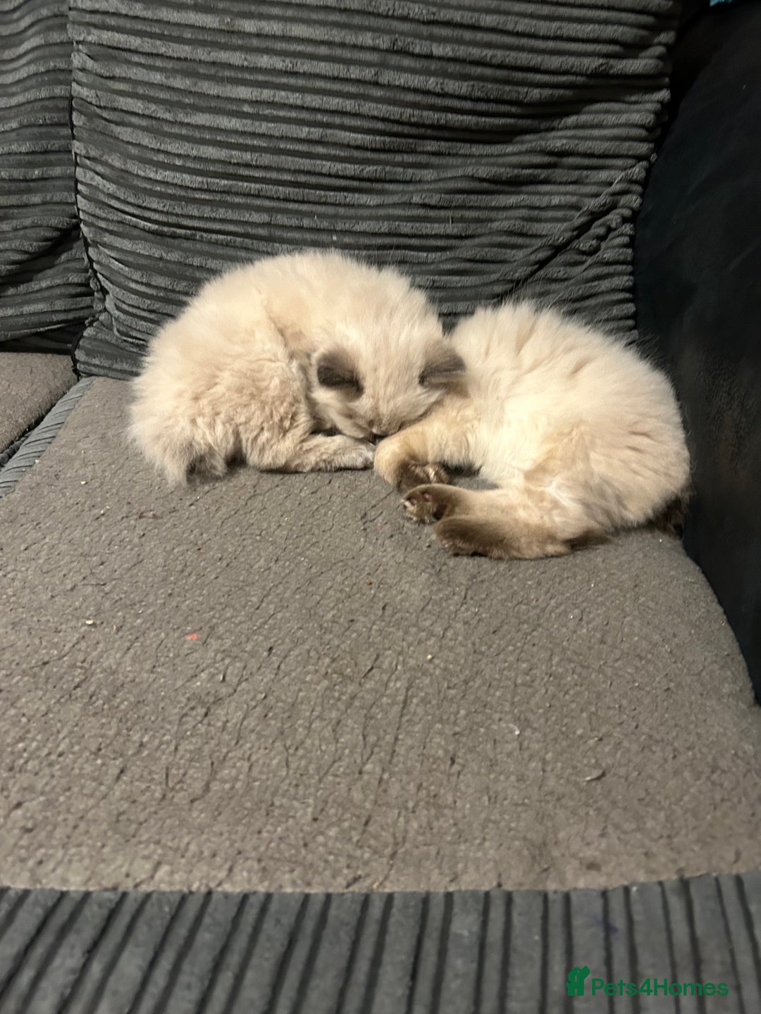 Ragdoll cats for sale: Ragdoll kittens - male - Advert 4