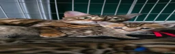 Bengal cats for sale: 3 lovely girls and 1 boy ready for reservation - Advert 2