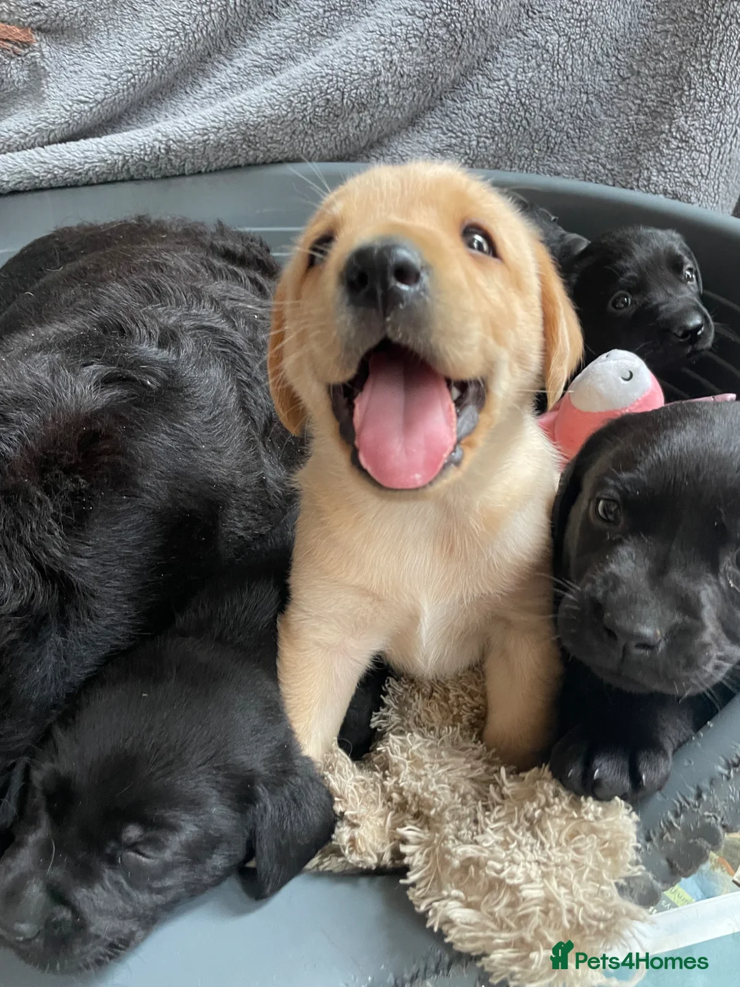 Labrador Retriever dogs for sale: Black and yellow kc registered  - Advert 1