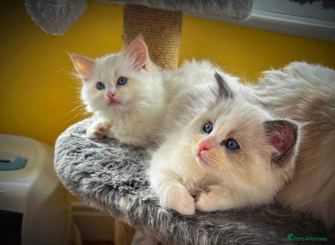 Ragdoll cats for sale: Ragdoll show /stud  - Advert 7