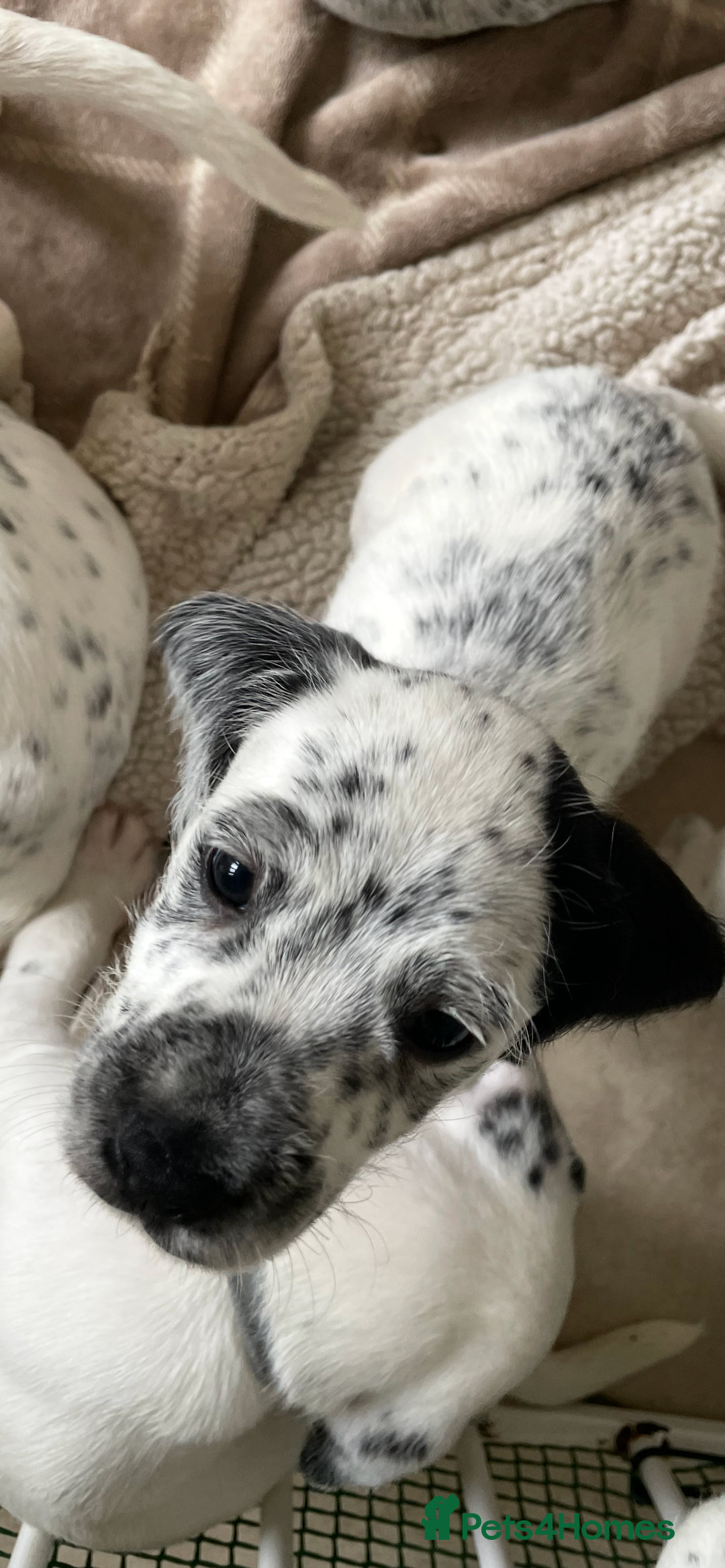 Mixed Breed dogs for sale:  Dalmaspoodles! Dalmation X springer/poodle pups - Image 20