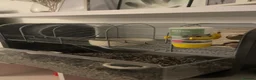 Gerbil rodents for sale: Pair of male gerbils  in Pevensey - Advert 8