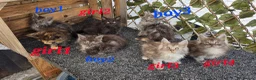 Maine Coon cats for sale: Maine coon kittens  - Advert 1