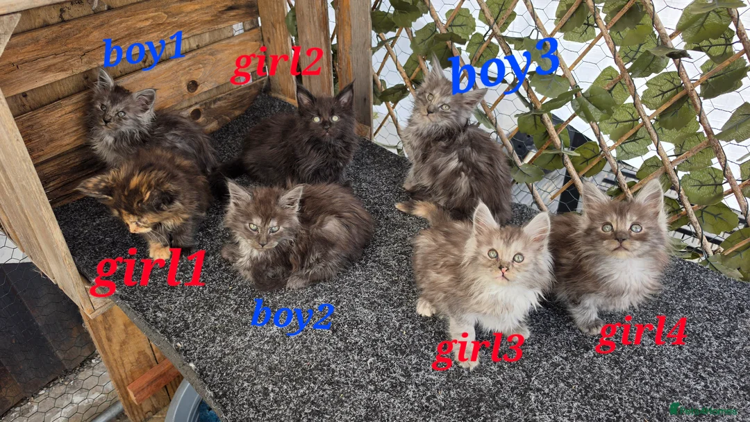 Maine Coon cats for sale: Maine coon kittens  - Advert 1
