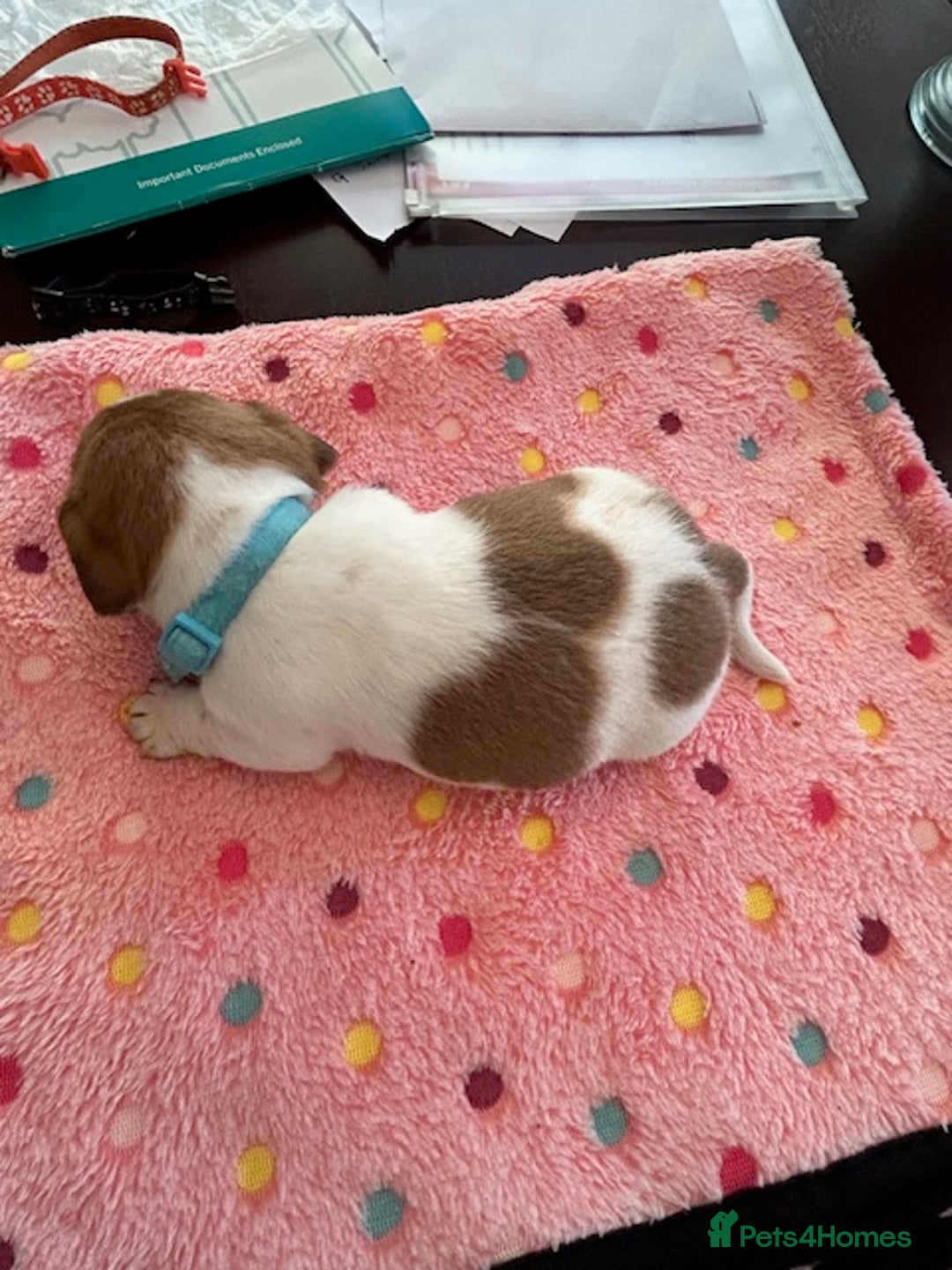 Jack Russell dogs for sale: Quality Smooth Coated Short Legged JRT's - Image 5