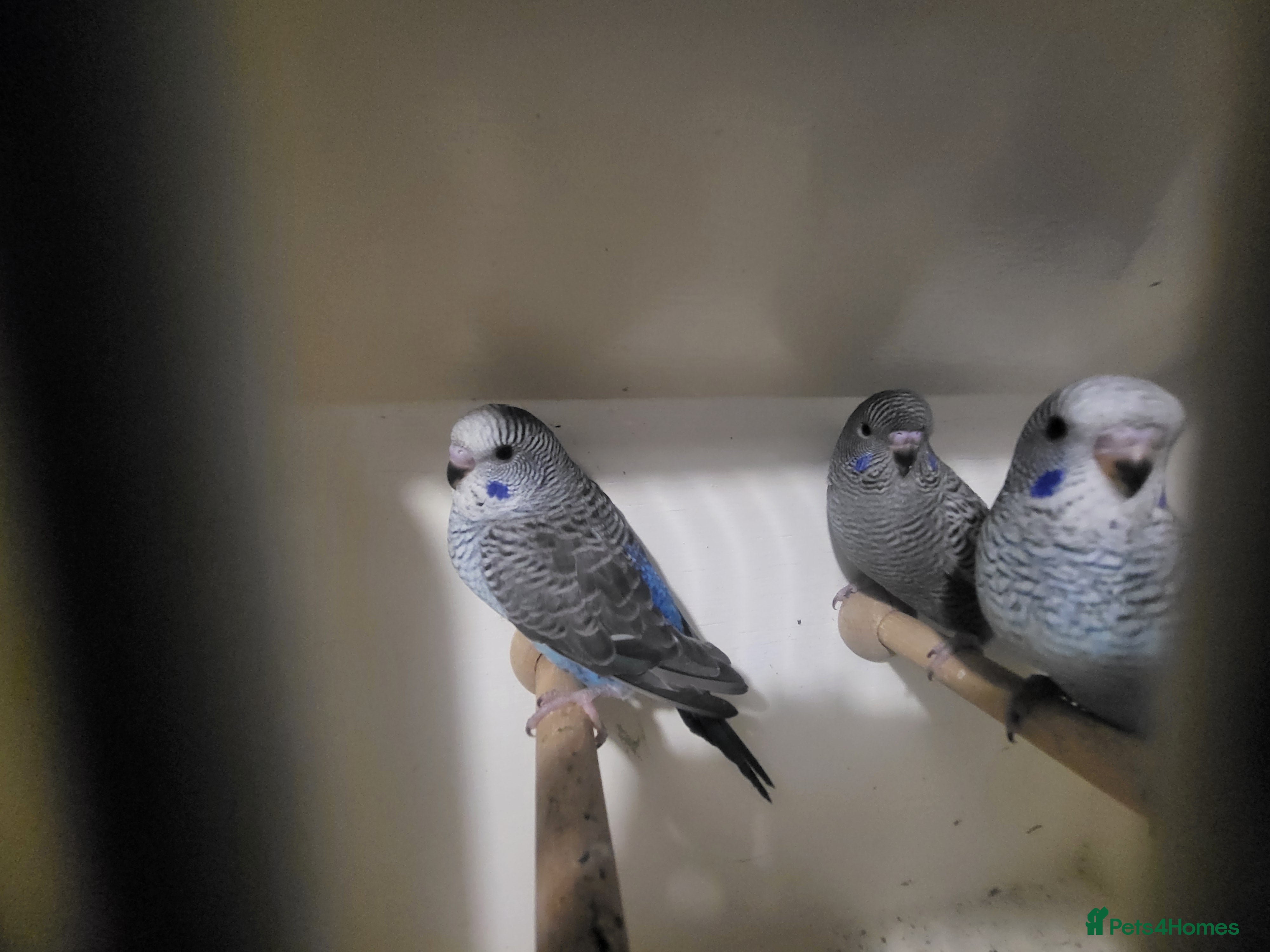 Budgerigars birds Bfbw budgie - Advert 2
