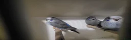 Budgerigars birds for sale: Bfbw budgie - Advert 2