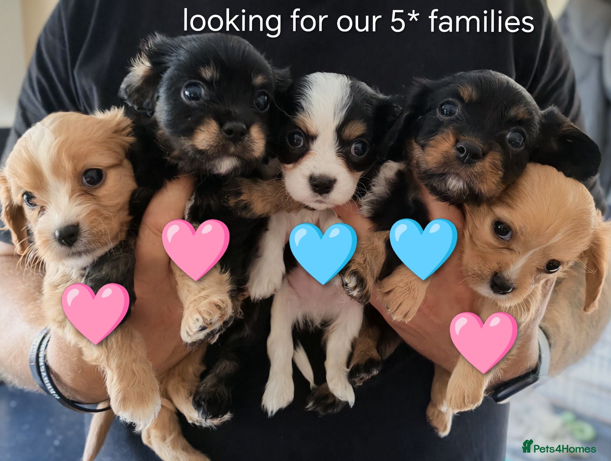Mixed Breed dogs Beautiful Cavalier Mix Breed pups - Advert 1