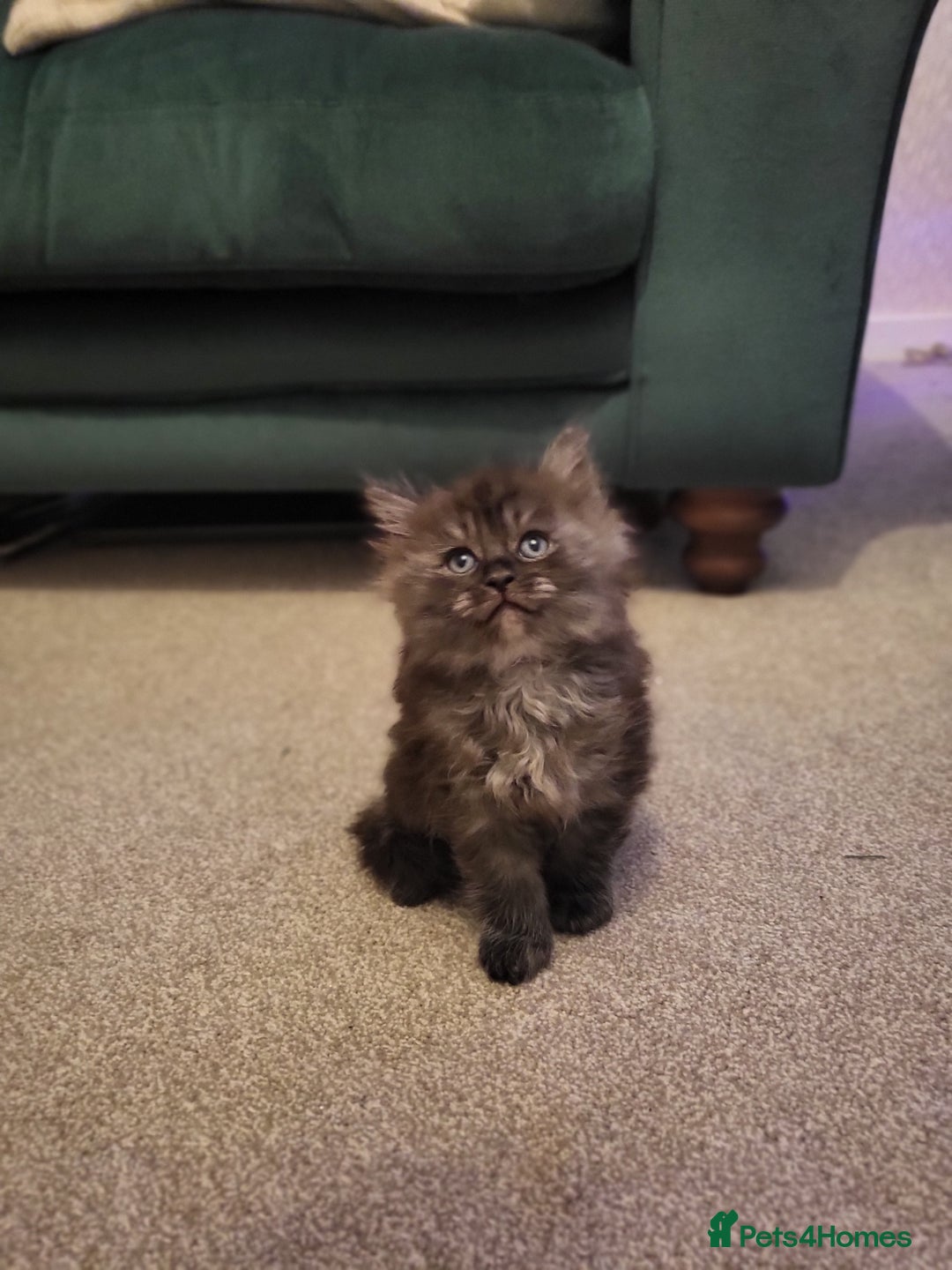 Ragcoon cats for sale: Beautiful girl Ragcoon  - Advert 4