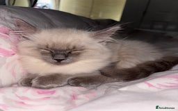 Ragdoll cats for sale: READY TO LEAVE Purebred ragdolls - Image 35