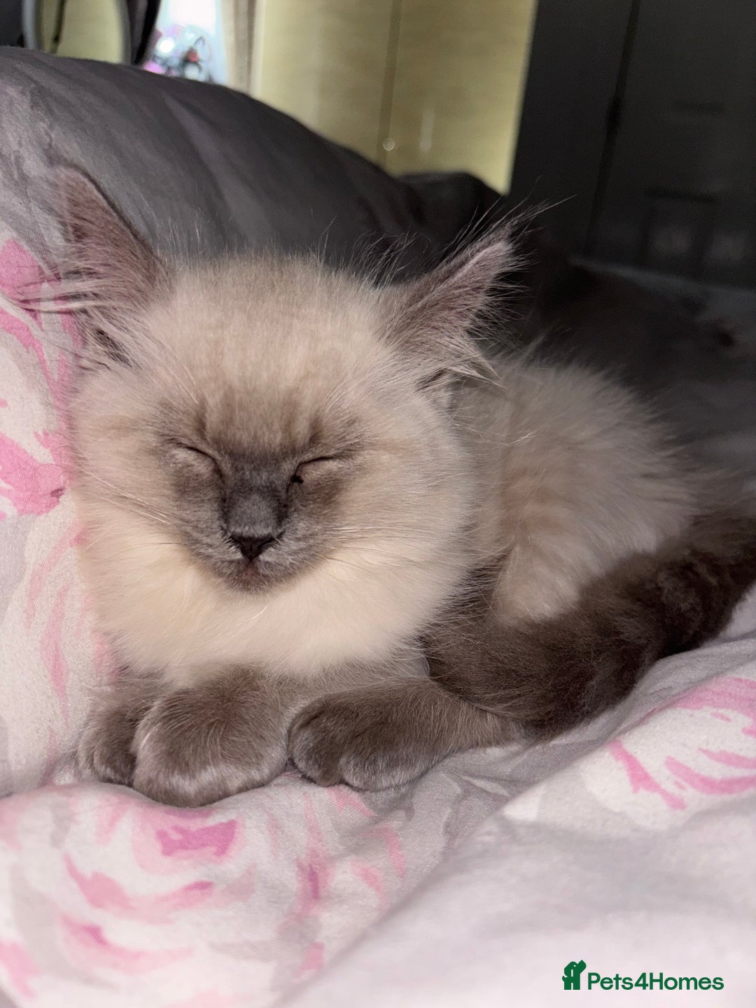 Ragdoll cats for sale: READY TO LEAVE Purebred ragdolls - Image 35