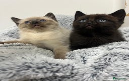 Ragdoll cats for sale: Two half ragdoll kittens - Image 2