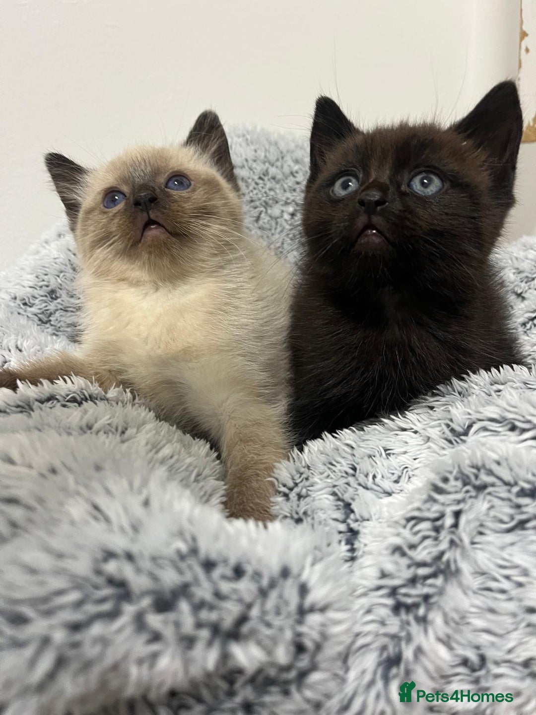 Ragdoll cats for sale: Two half ragdoll kittens - Image 2
