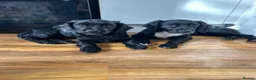 Mixed Breed dogs for sale: Stunning French bulldog/Pomeranian x Cocker  in London - Advert 13