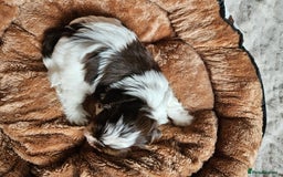 Yorkshire Terrier dogs for sale: DNA tested parents possible Dilution Yorkies - Image 30