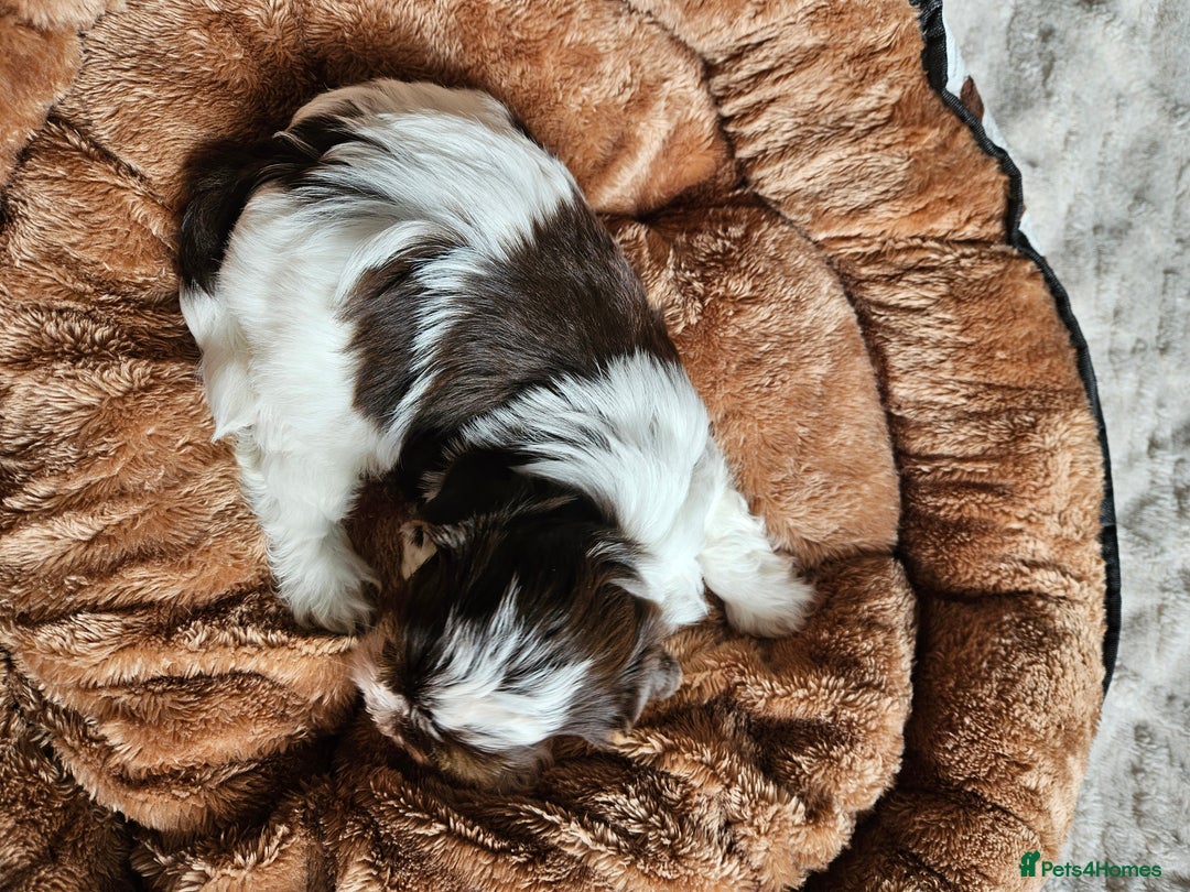 Yorkshire Terrier dogs for sale: DNA tested parents possible Dilution Yorkies - Image 30