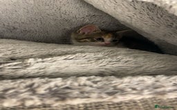 Domestic Shorthair cats for sale: Cute calico kitten for sale ready to leave now - Advert 3