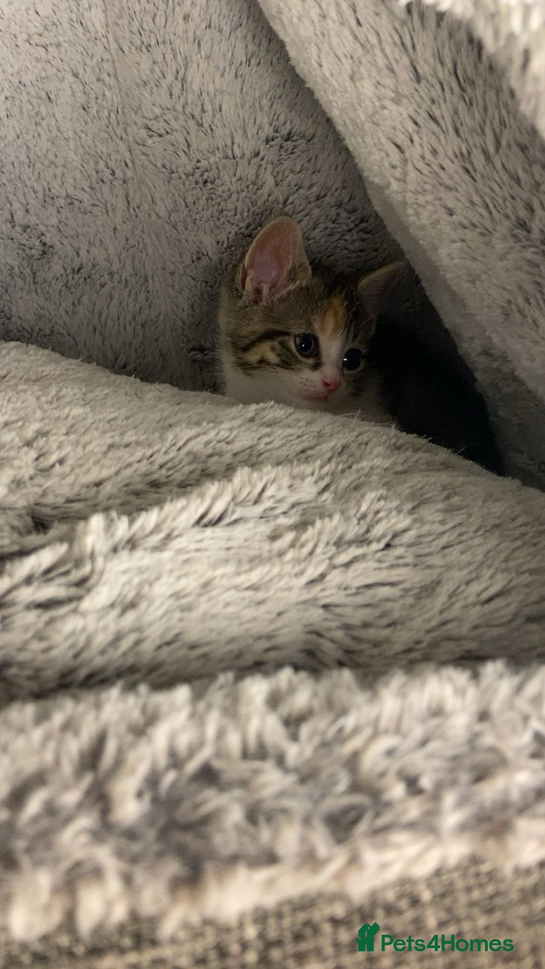 Domestic Shorthair cats for sale: Cute calico kitten for sale ready to leave now - Advert 3