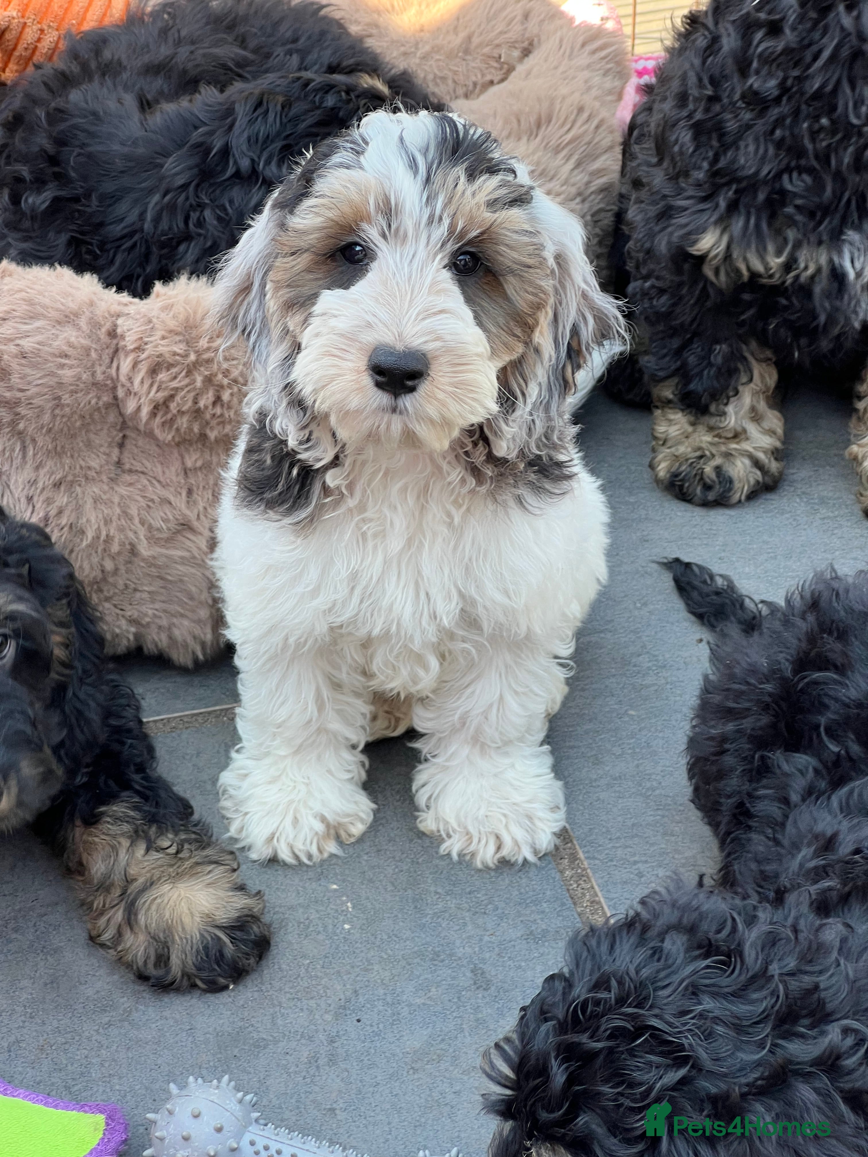 Cockapoo dogs F1 cockapoo puppies boys and girls  - Advert 2