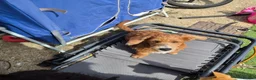 Jackapoo dogs for sale: Cheeky loving lala - Advert 8