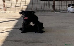Mixed Breed dogs for adoption: Merle, approx 1 yr old. Available for adoption. - Image 3