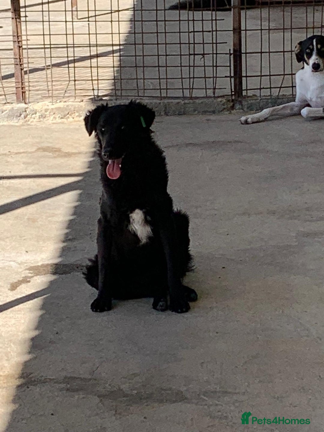 Mixed Breed dogs for adoption: Merle, approx 1 yr old. Available for adoption. - Image 3