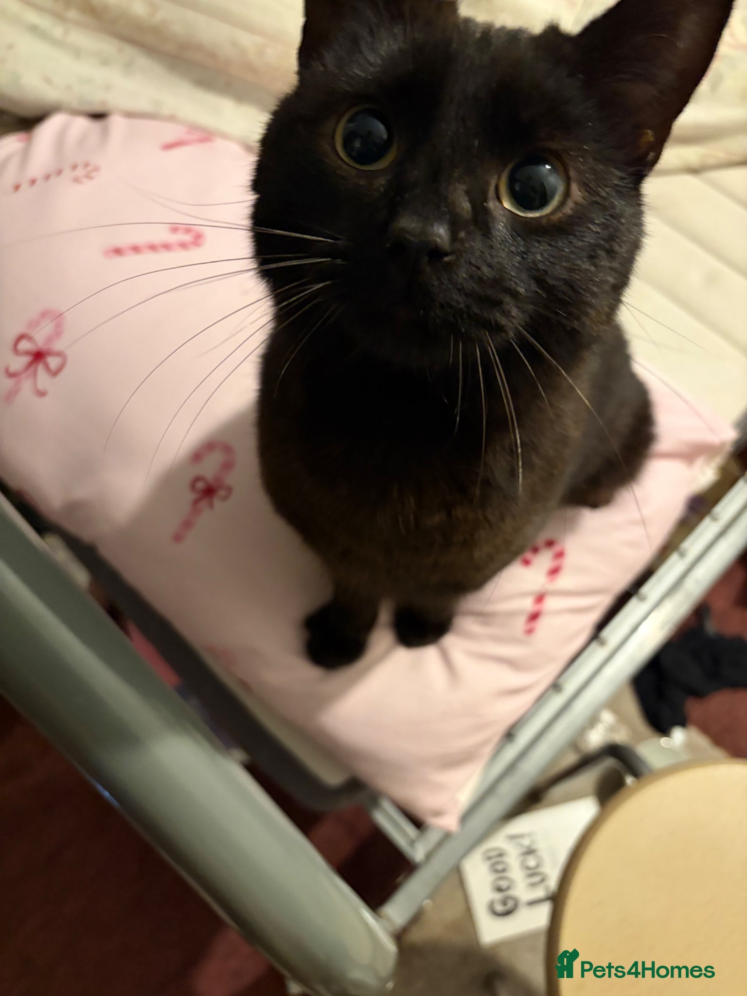 Mixed Breed cats TWO FRIENDLY CATS FOR SALE  - Advert 1