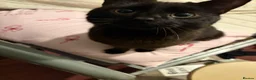Mixed Breed cats for sale: TWO FRIENDLY CATS FOR SALE  in Ashford - Advert 1