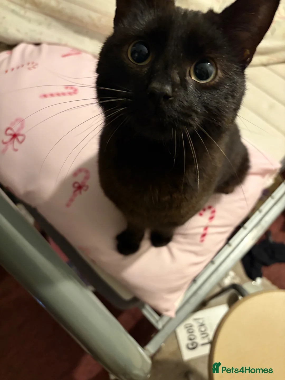 Mixed Breed cats for sale: TWO FRIENDLY CATS FOR SALE  in Ashford - Advert 1