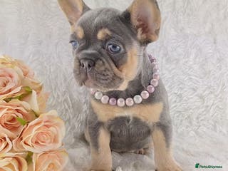 French Bulldog dogs Top Quality French Bulldog Puppies - Advert 2