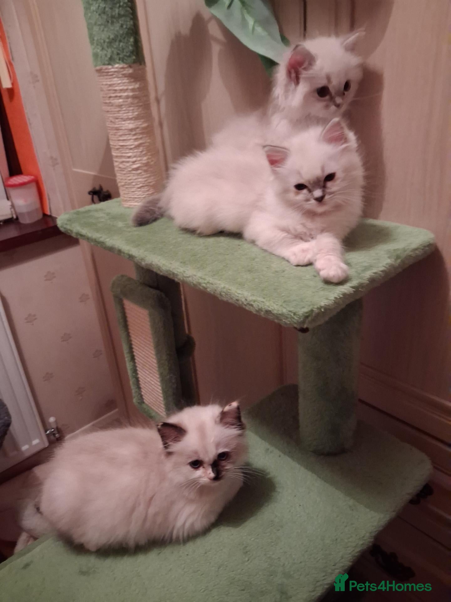 Ragdoll cats Ready Now Beautiful GCCF Ragdoll  - Advert 8