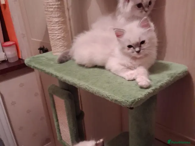 Ragdoll cats for sale: Ready Now Beautiful GCCF Ragdoll - Advert 19