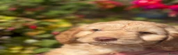 Cockapoo dogs for sale: Ready Now F1 Cockapoos - Advert 7