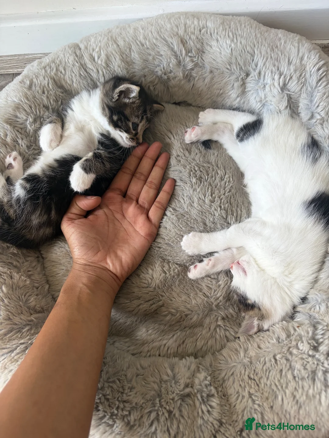 Mixed Breed cats for sale: Two male tabby cats  - Advert 6