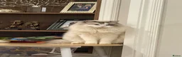 Ragdoll cats for sale: Adorable ragdoll for sale - Advert 6