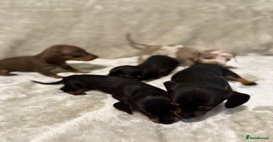 Dachshund dogs - Advert 3