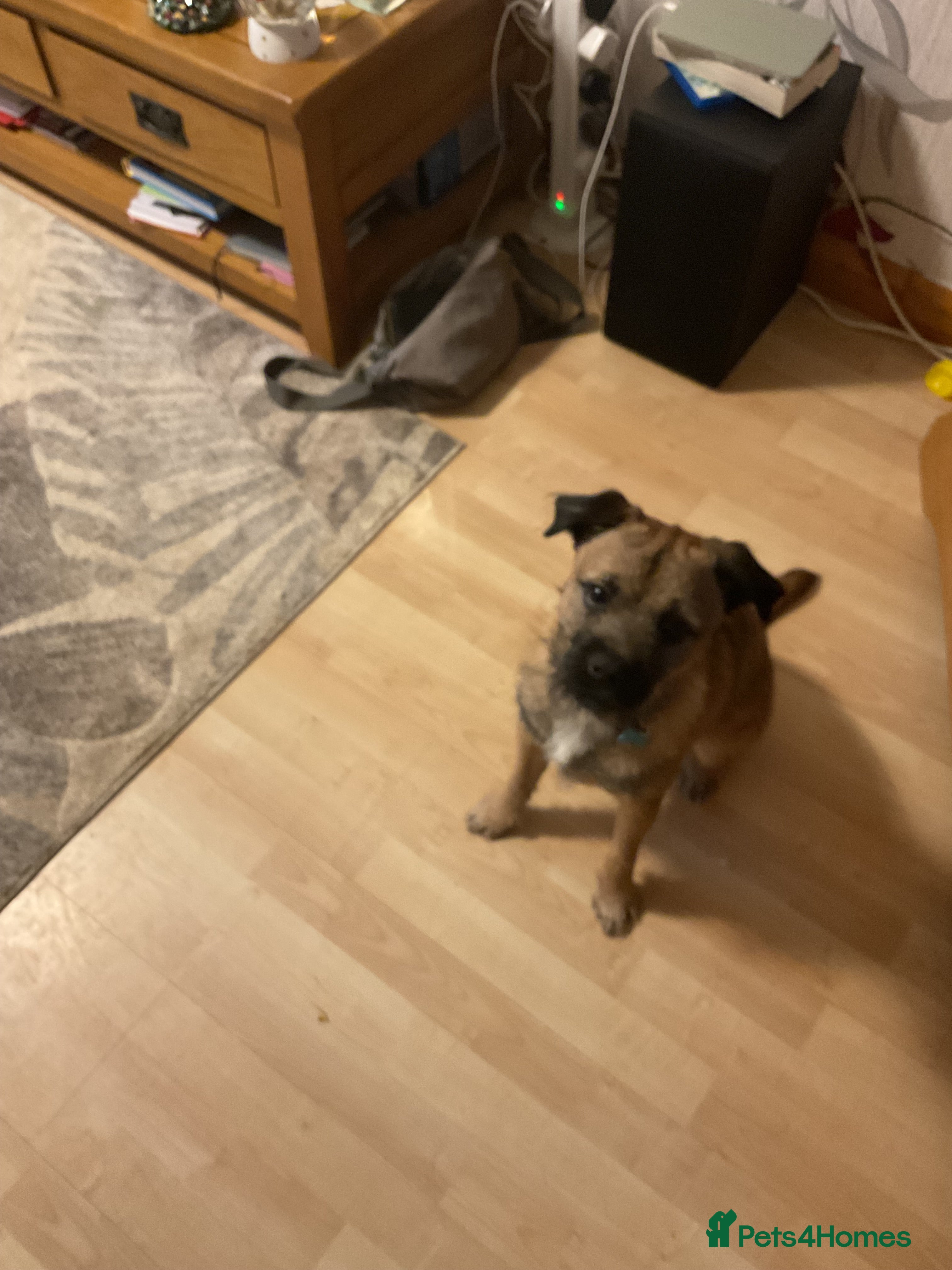 Border Terrier dogs Border Terrier - Advert 1