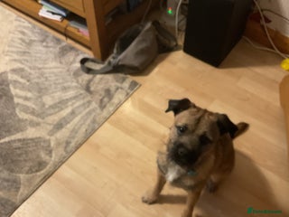 Border Terrier dogs Border Terrier - Advert 1