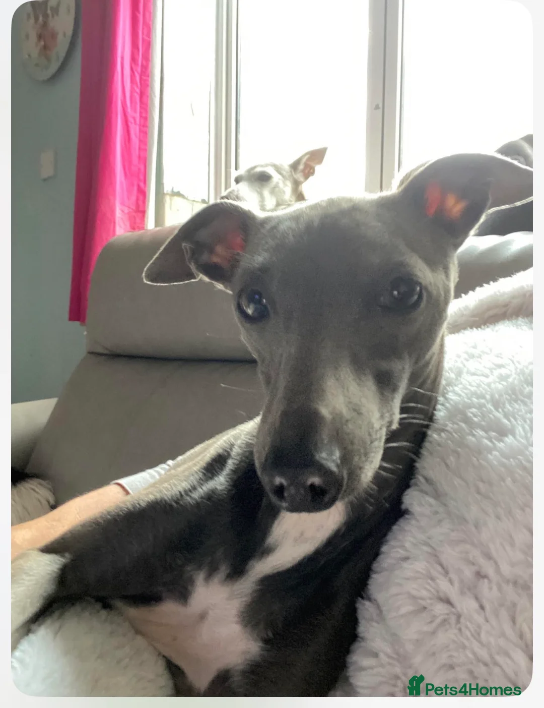 Italian Greyhound dogs for sale: Italian greyhounds  - Advert 6