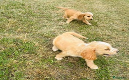 Cocker Spaniel dogs for sale: Cocker Spaniel Puppies  - Image 5