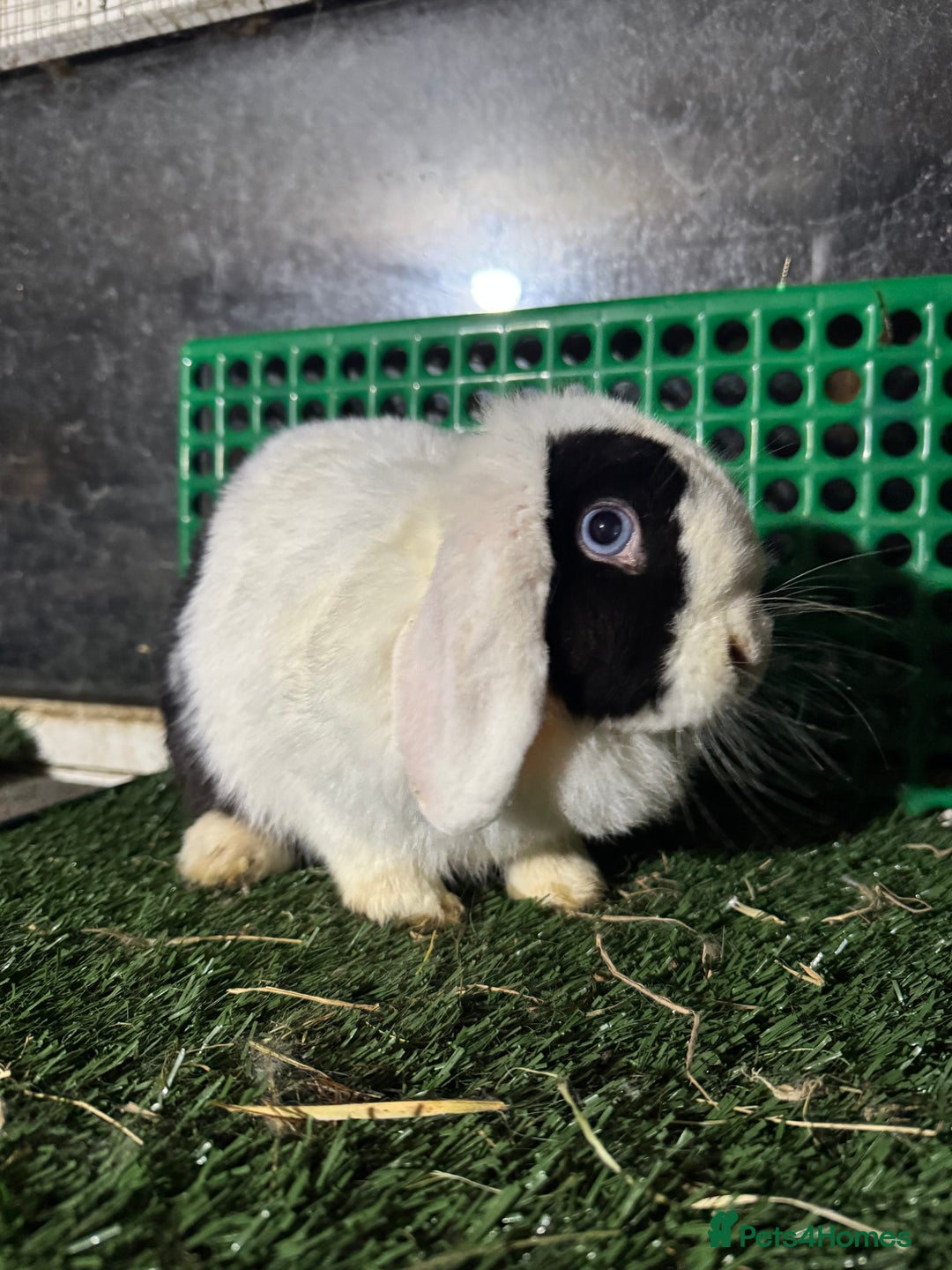 Mini Lop rabbits for sale: Pure breed mini lops  - Advert 5