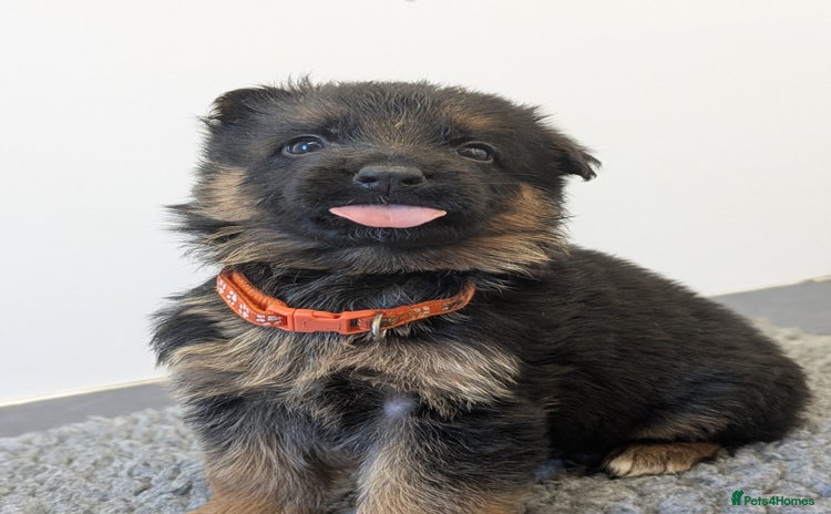 German Shepherd dogs KC Health Tested Pups From Champion Bloodlines  - Advert 7