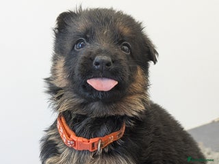 German Shepherd dogs KC Health Tested Pups From Champion Bloodlines - Advert 9