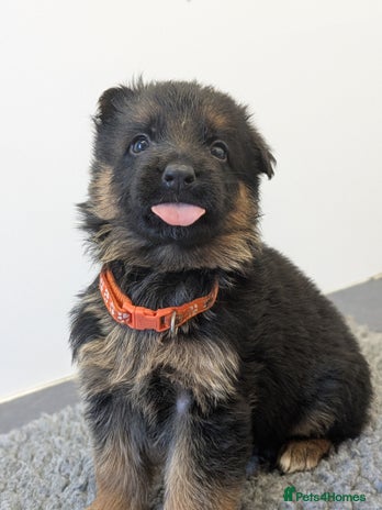 German Shepherd dogs KC Health Tested Pups From Champion Bloodlines - Advert 7