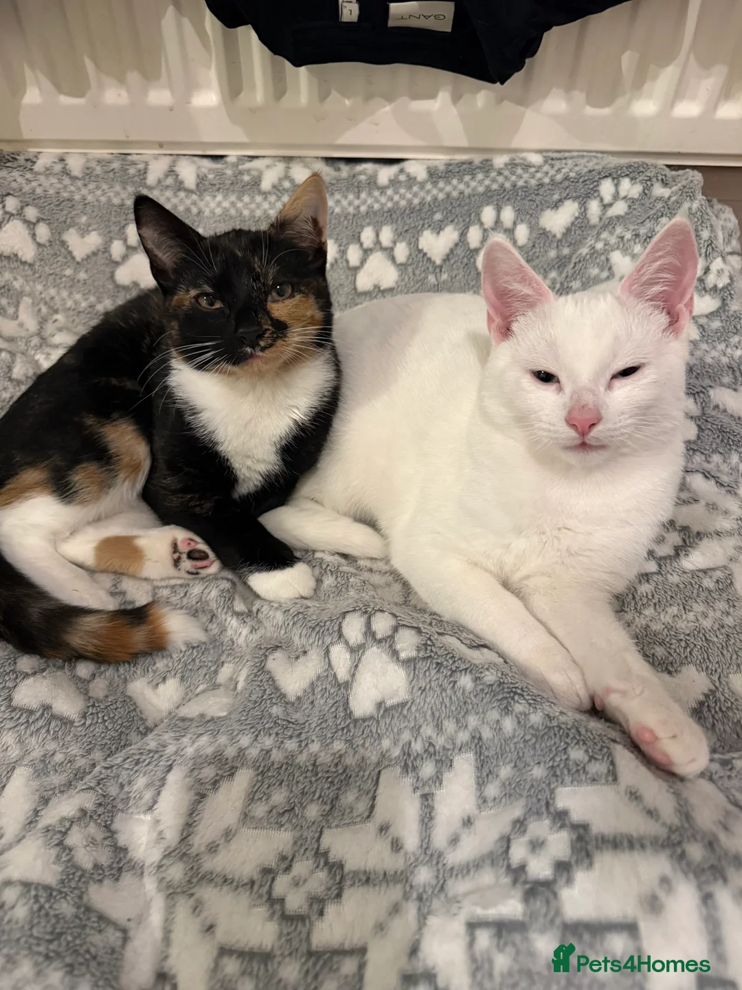 Mixed Breed cats for sale: Two beautiful kittens for sale  - Advert 1