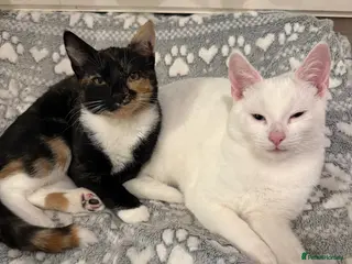 Mixed Breed cats Two beautiful kittens for sale - Advert 1