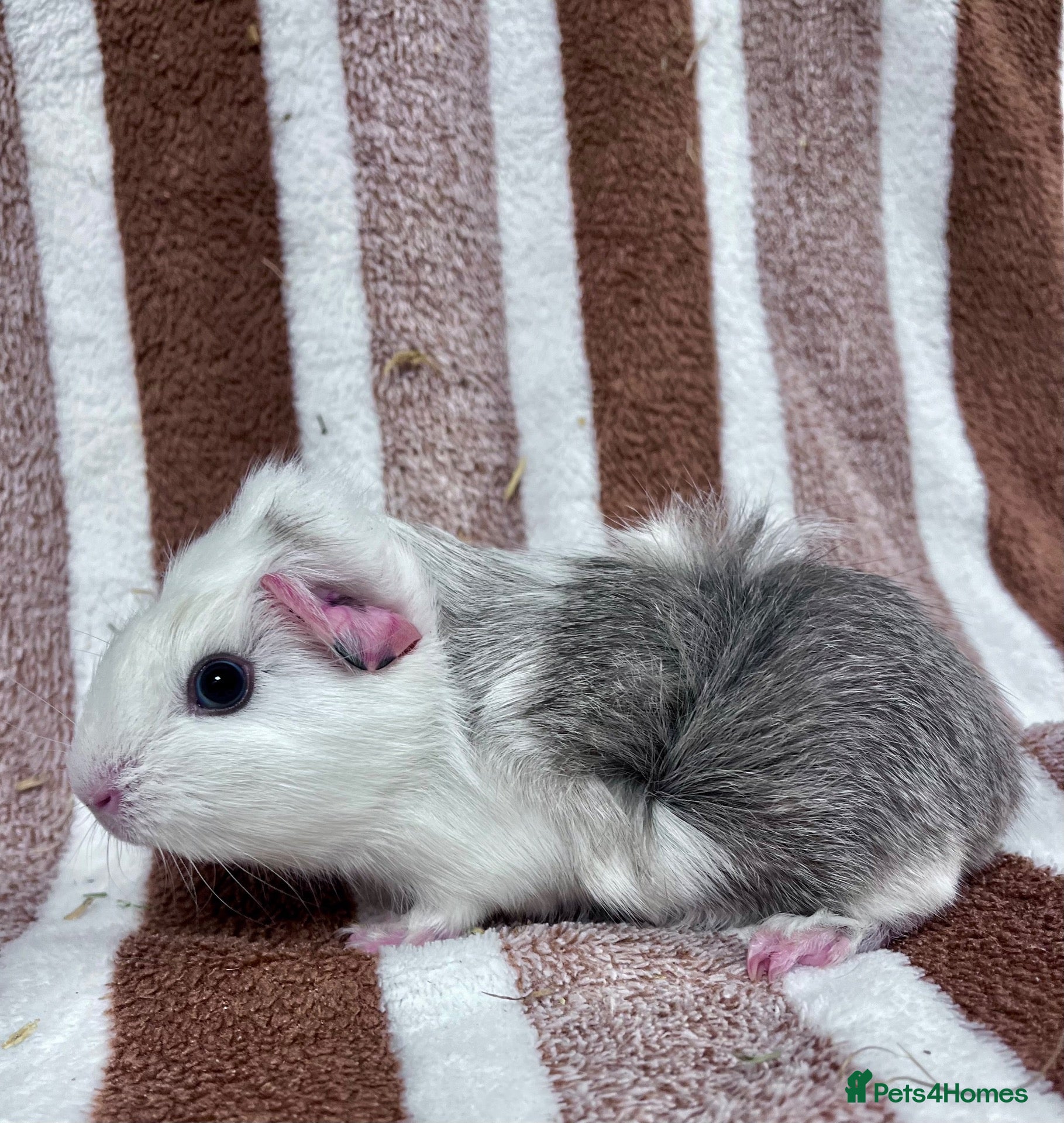 Guinea Pig rodents Baby boar Guinea Pigs  - Advert 3